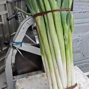铁杆大葱