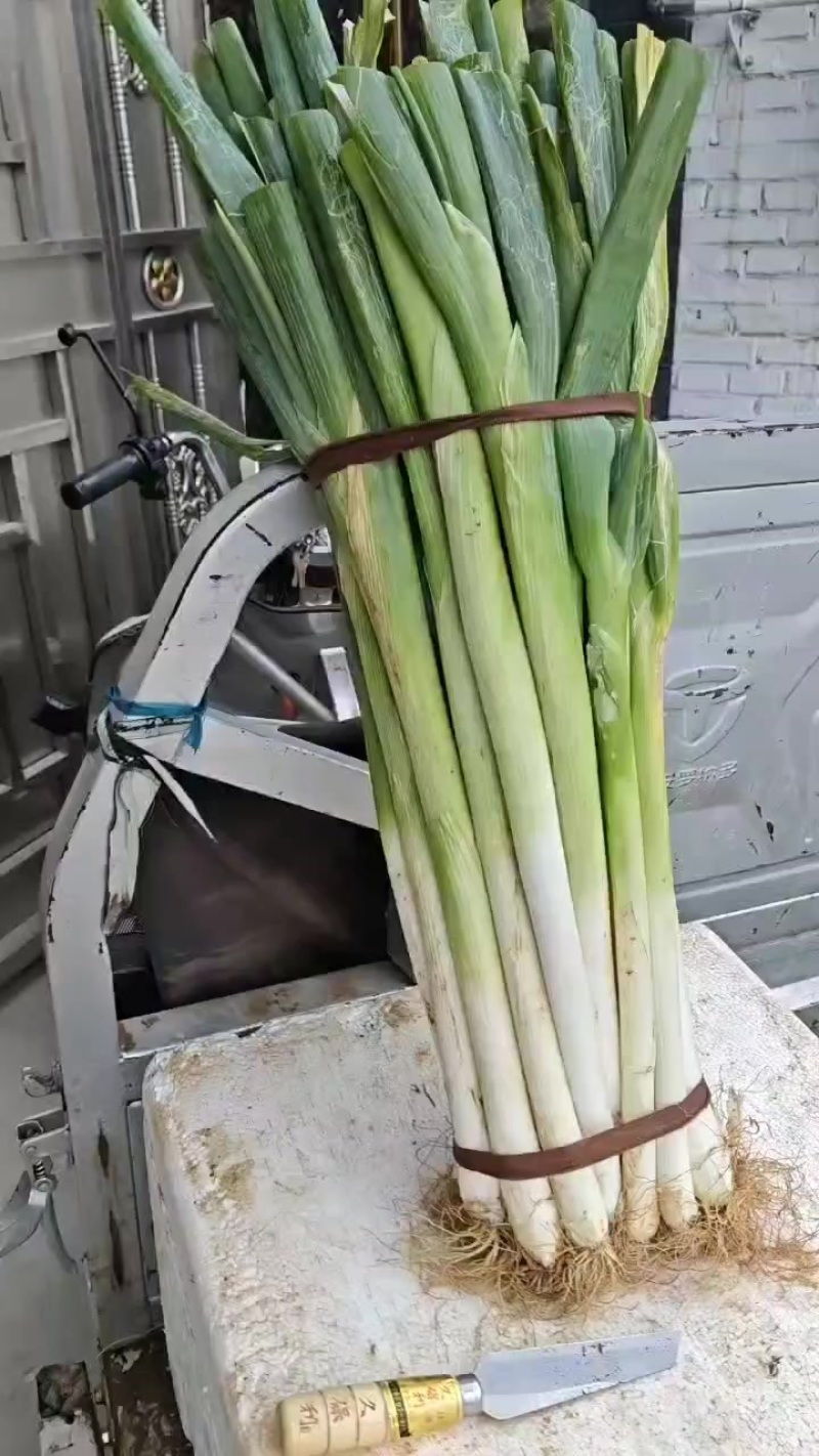 铁杆大葱
