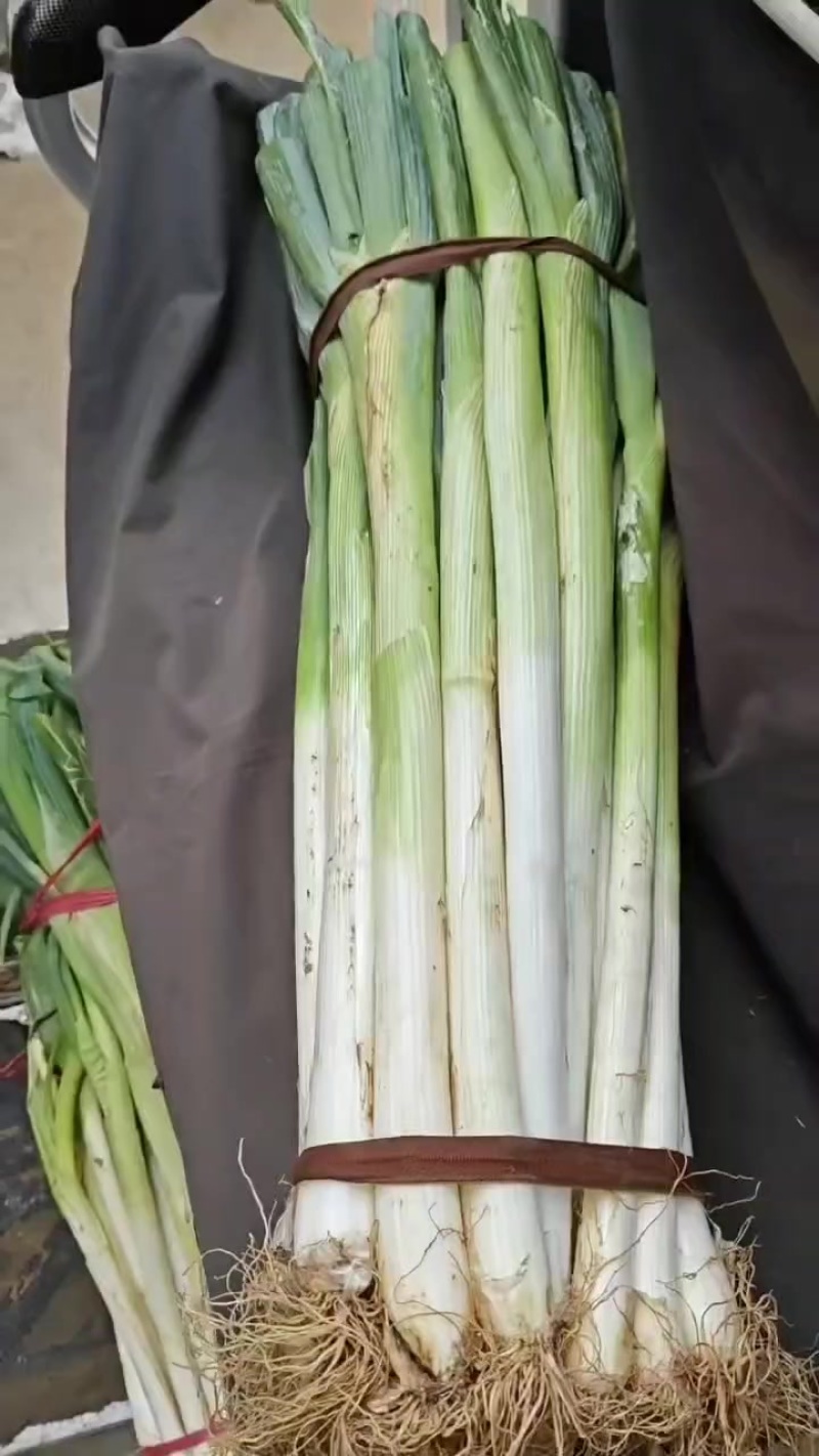 铁杆大葱
