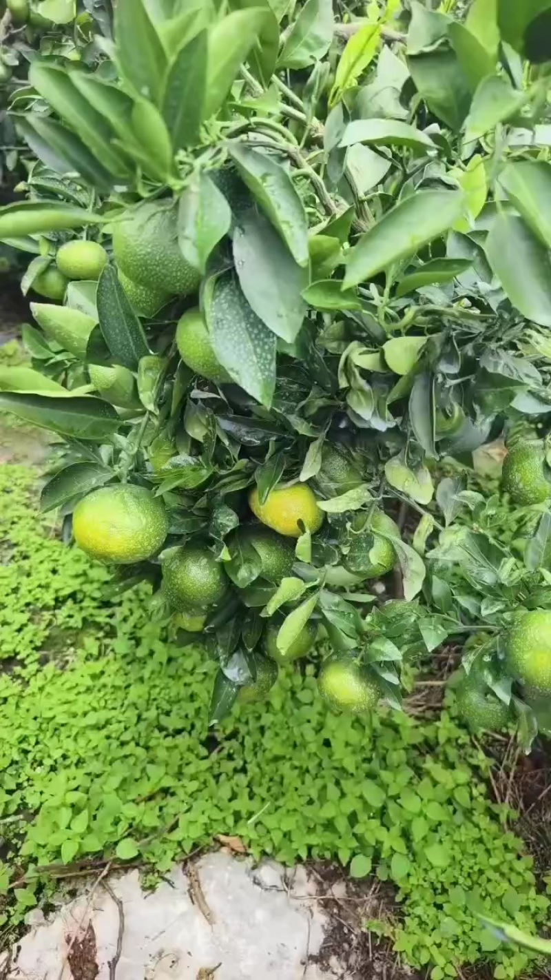 早熟蜜桔