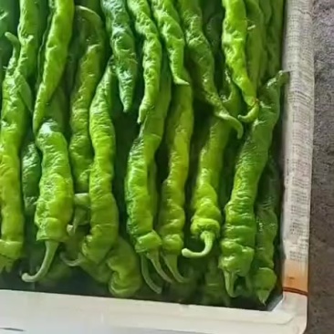 尖椒