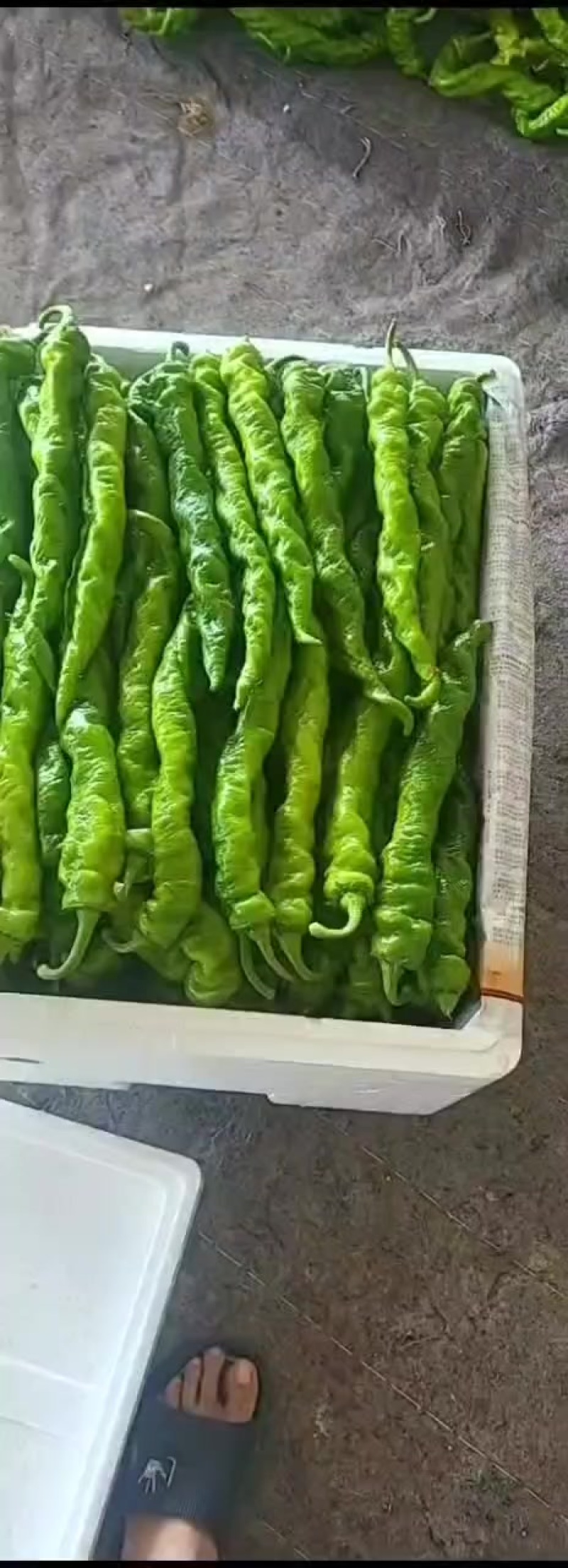 尖椒