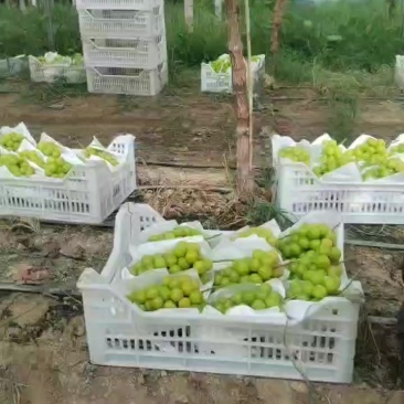 阳光玫瑰葡萄