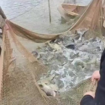 湖南岳阳生态鳙鱼3到7斤