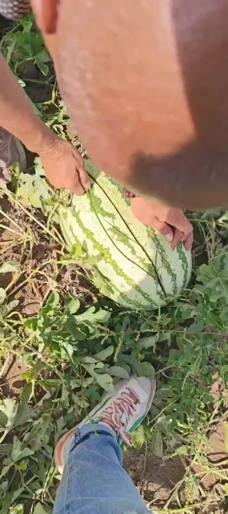 巴盟产区，沙漠一号西瓜