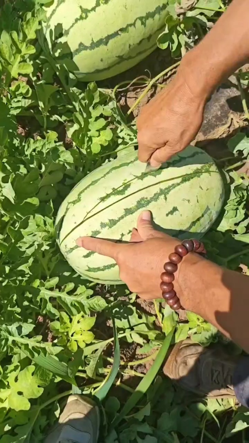 巴盟产区，沙漠一号西瓜