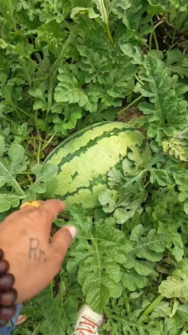 巴盟产区，沙漠一号西瓜