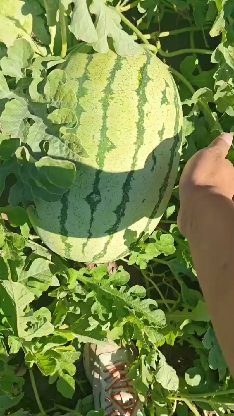 巴盟产区，沙漠一号西瓜