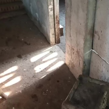 我卖肉猪