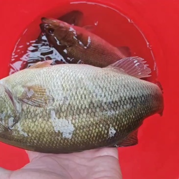 鲈鱼