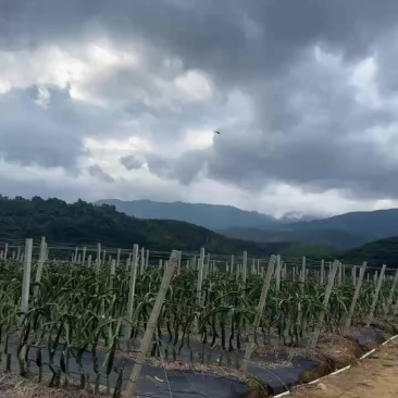 火龙果，火龙果，火龙果