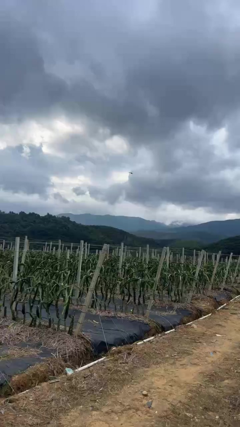 火龙果，火龙果，火龙果
