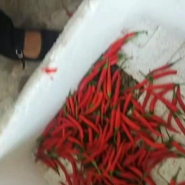 贵州鲜红辣椒3号7号