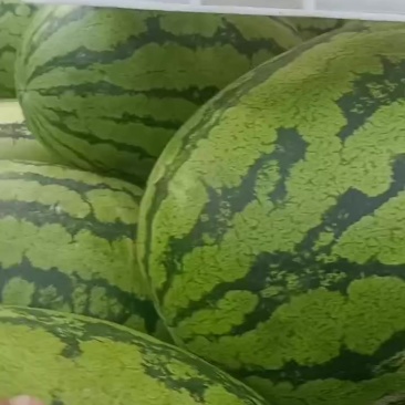 东北元瓜内蒙小豆豆宁夏硒砂瓜