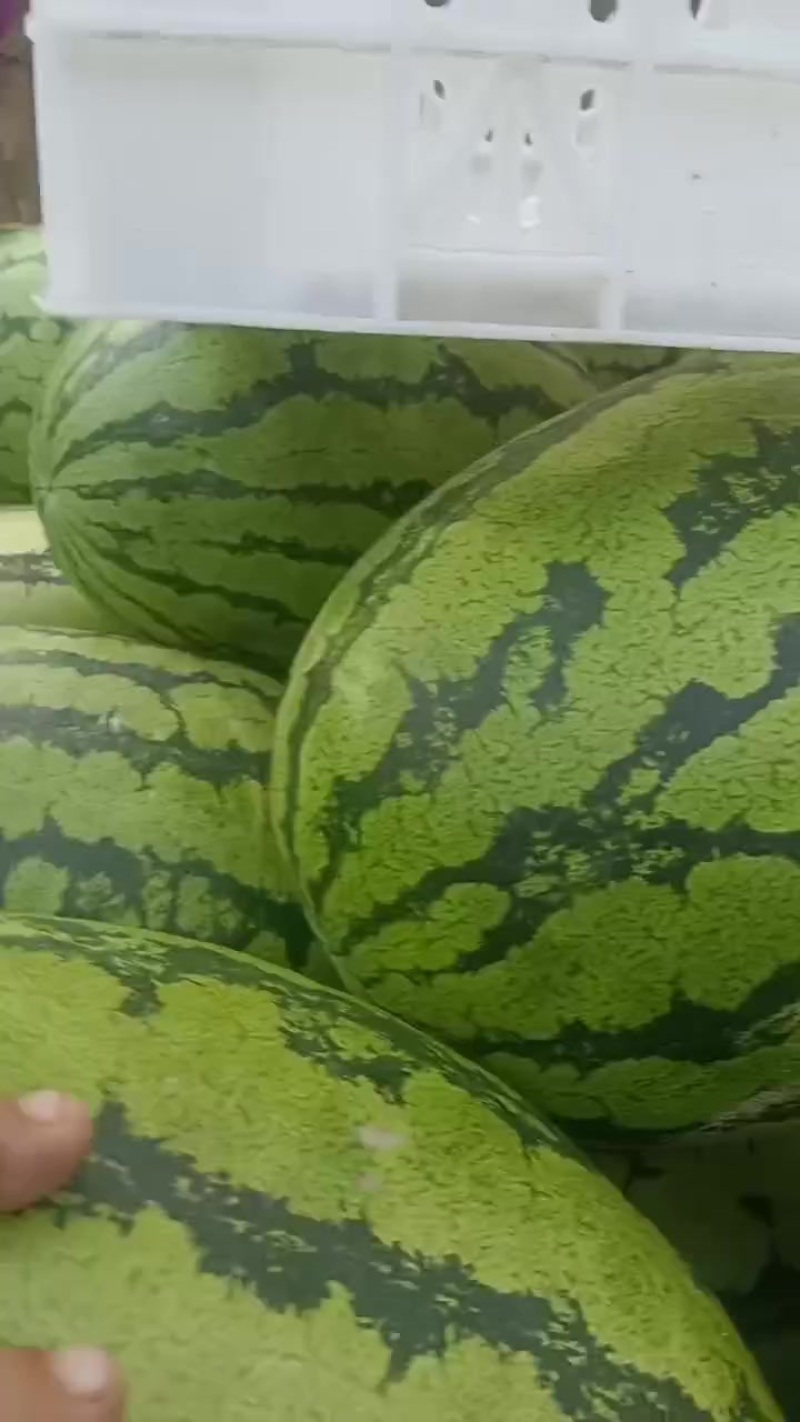 东北元瓜内蒙小豆豆宁夏硒砂瓜