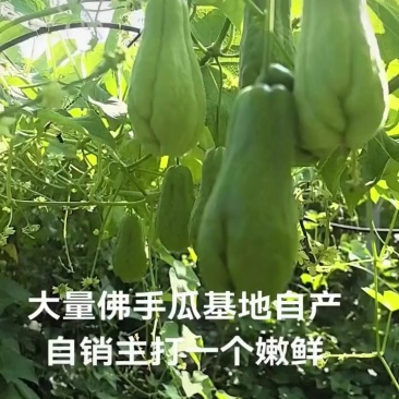 大量佛手瓜，嫩瓜，瓜种都有，需要的老板联系