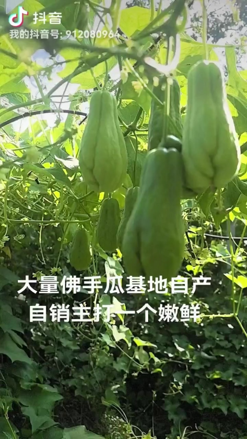 大量佛手瓜，嫩瓜，瓜种都有，需要的老板联系