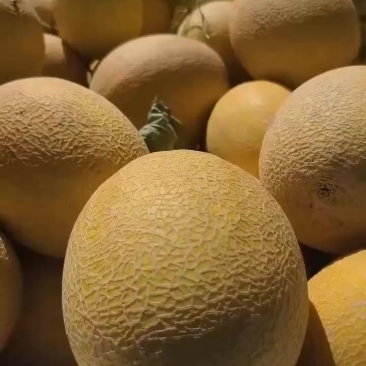 金色年华哈密瓜电商货通货