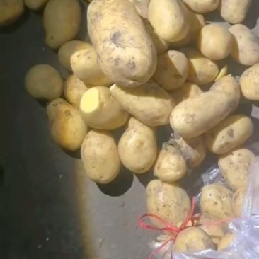 土豆