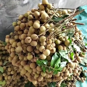 云南元江龙岩（桂圆）