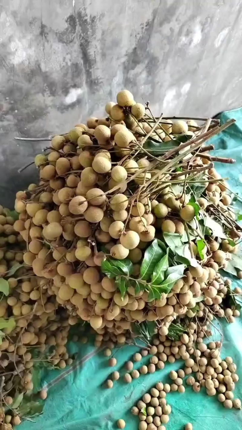 云南元江龙岩（桂圆）