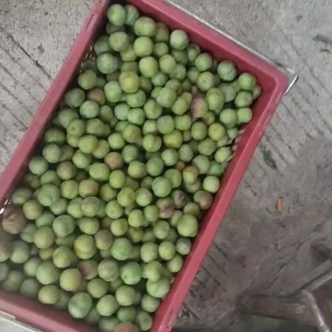 茵红李电商果