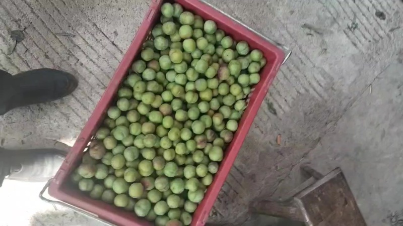 茵红李电商果