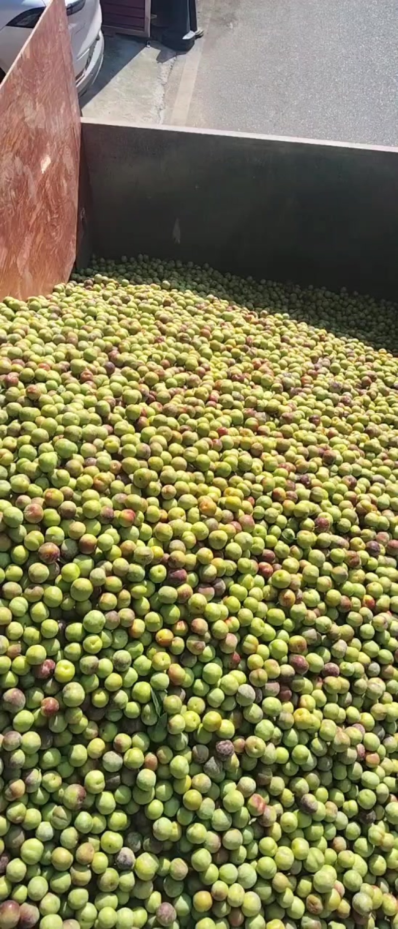 茵红李电商果