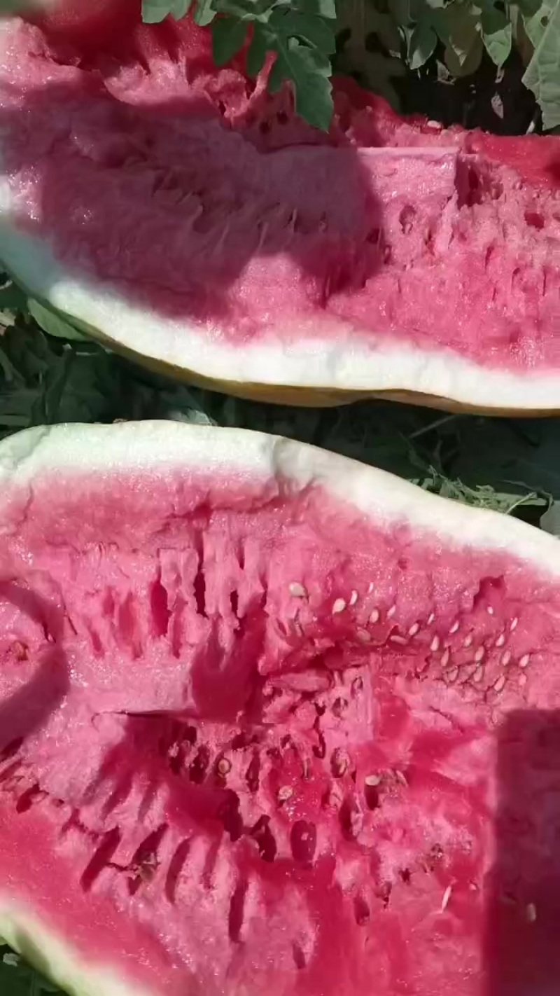 内蒙沙漠一号