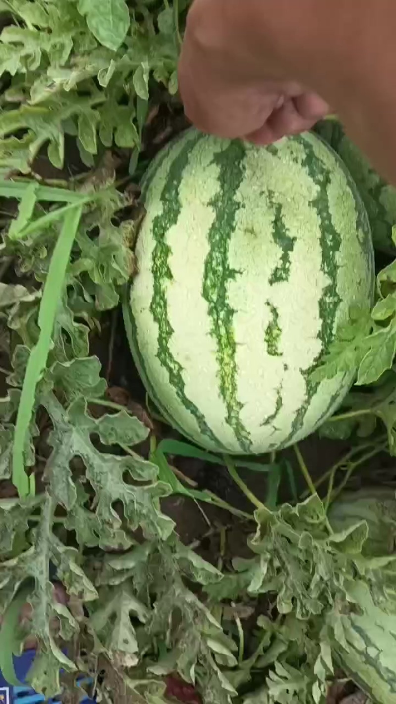 内蒙沙漠一号