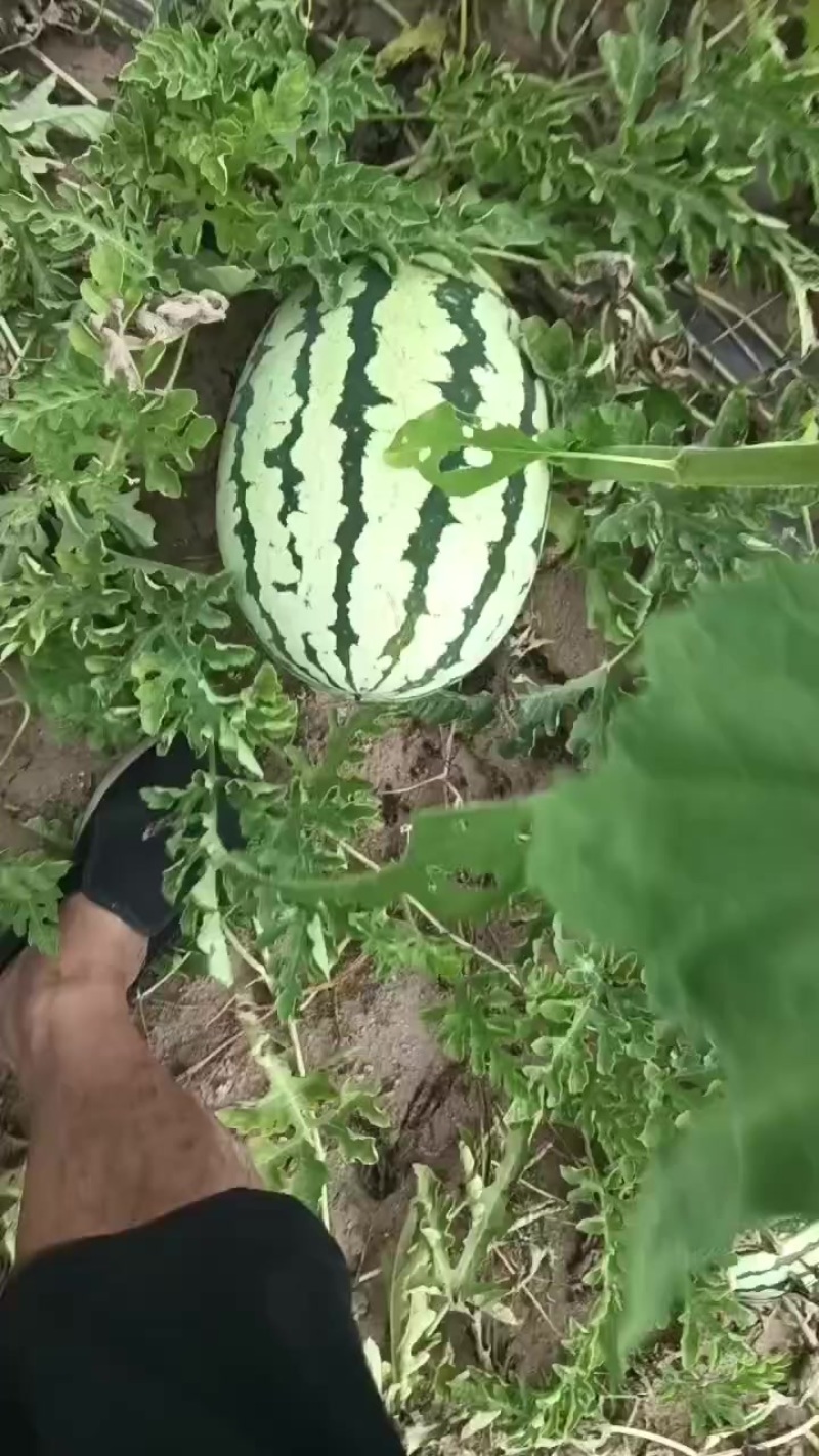 内蒙沙漠一号