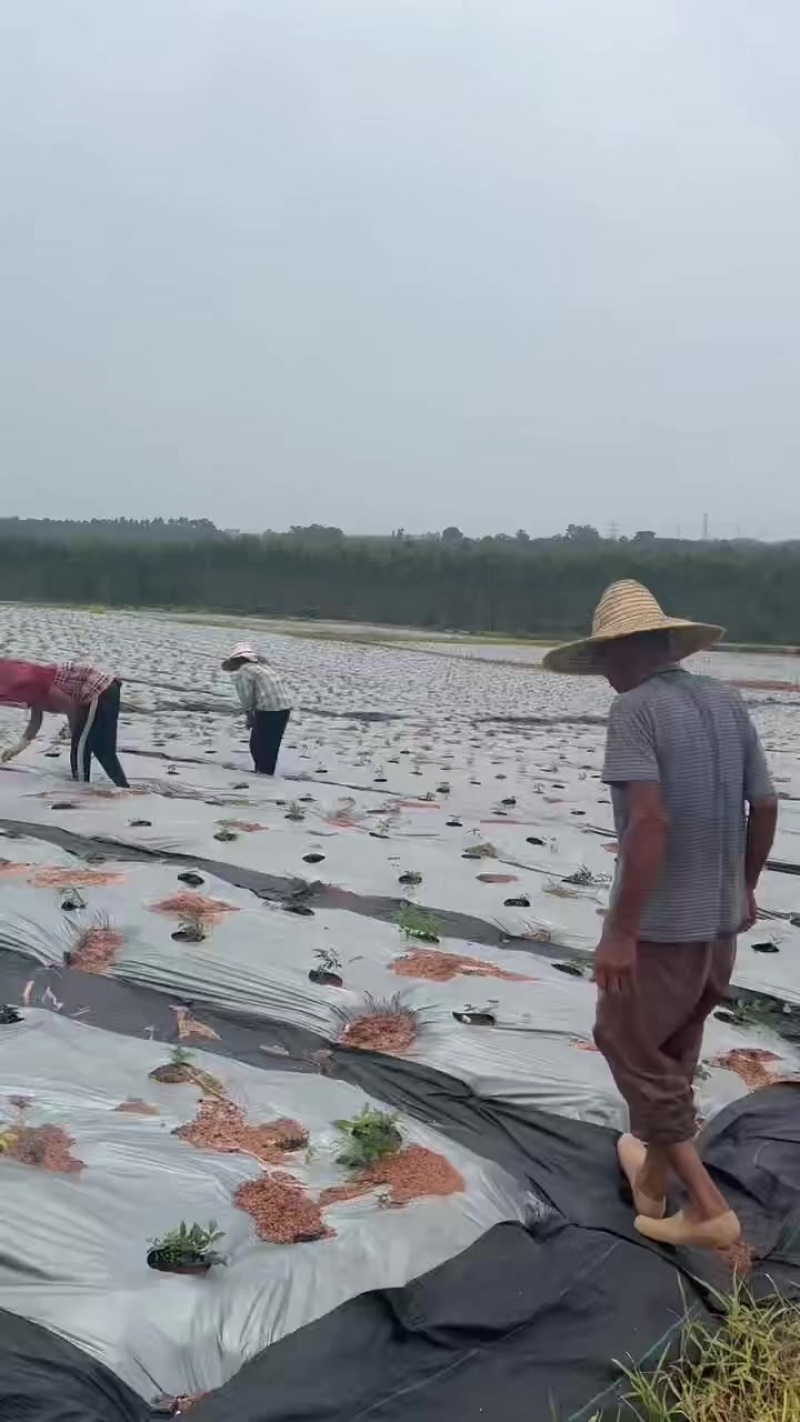 黑地膜银黑地膜厂家直销