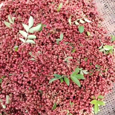 大凉山花椒
