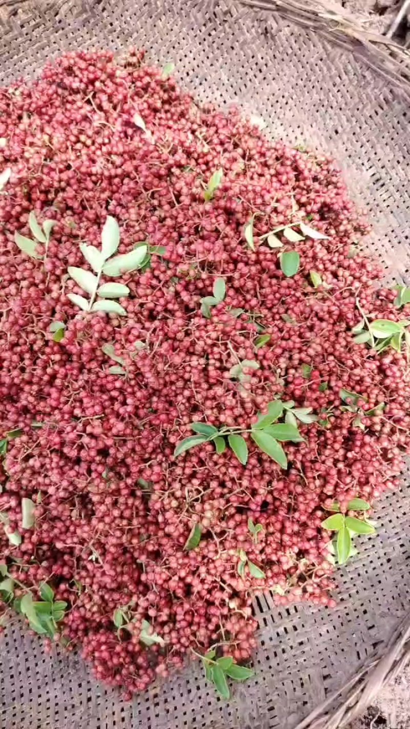 大凉山花椒