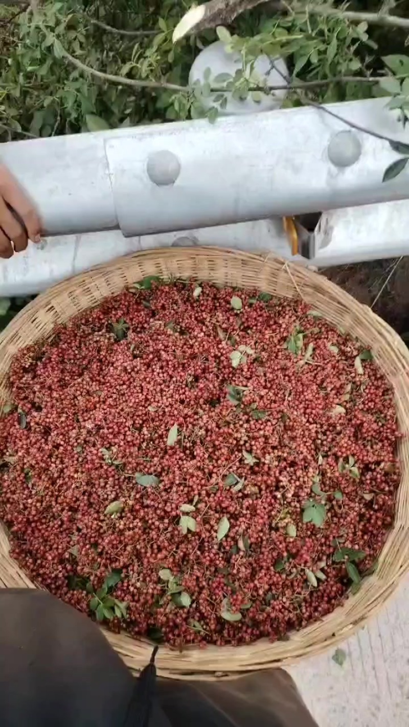 大凉山花椒