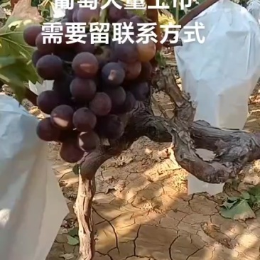 巨峰葡萄