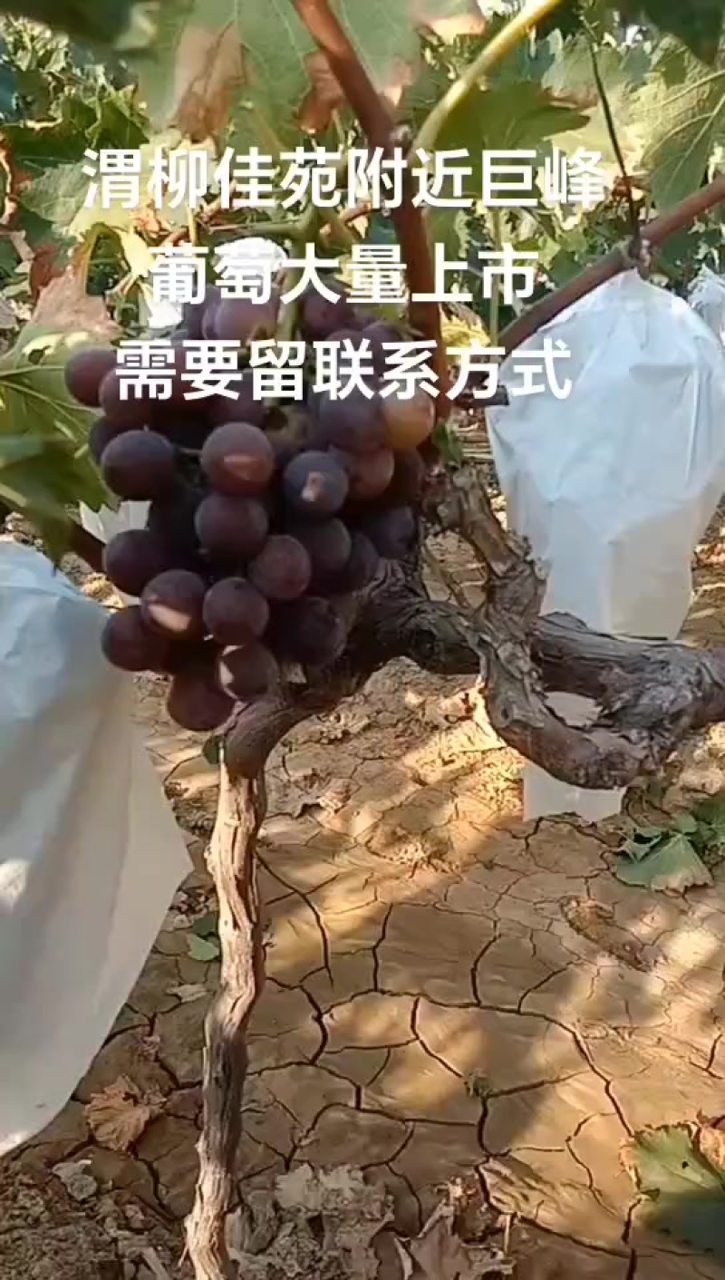巨峰葡萄