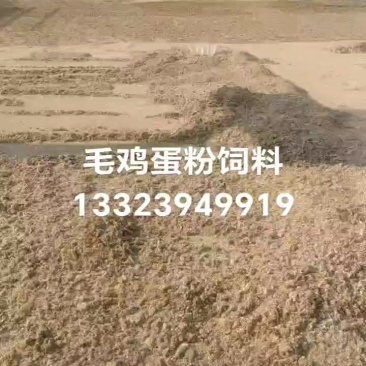 动物蛋白饲料