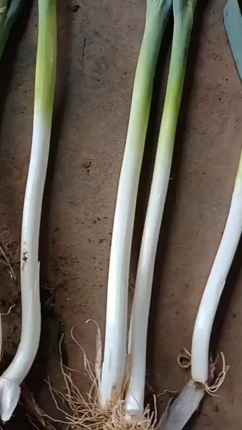 铁杆大葱
