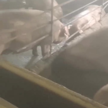 三百五六十斤的大猪