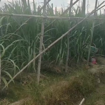 广东甘蔗，广西甘蔗云南甘蔗