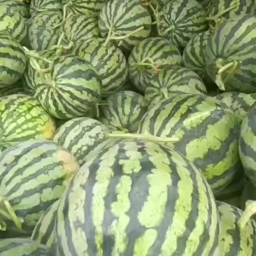 无籽麒麟西瓜