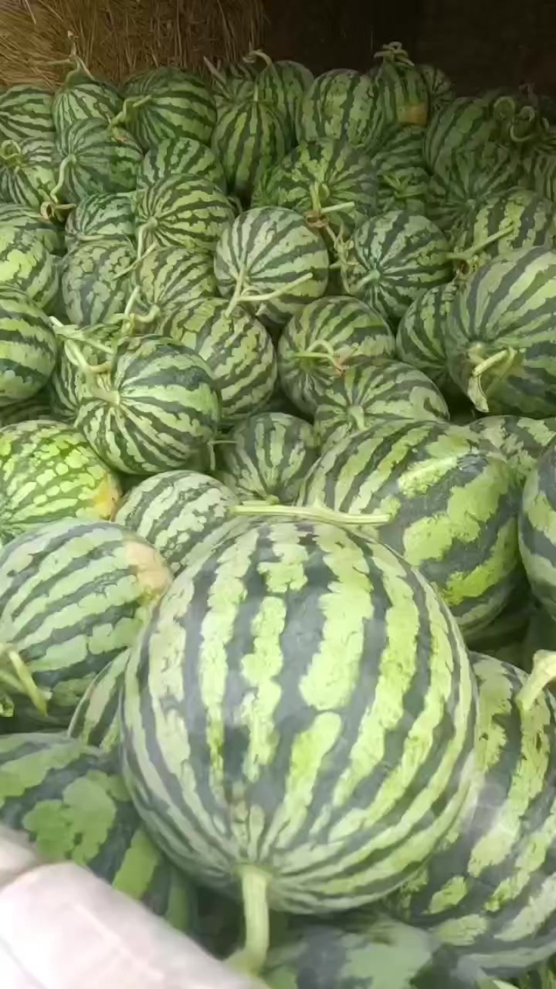 无籽麒麟西瓜