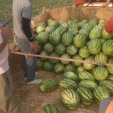 宁夏硒砂瓜代办代发