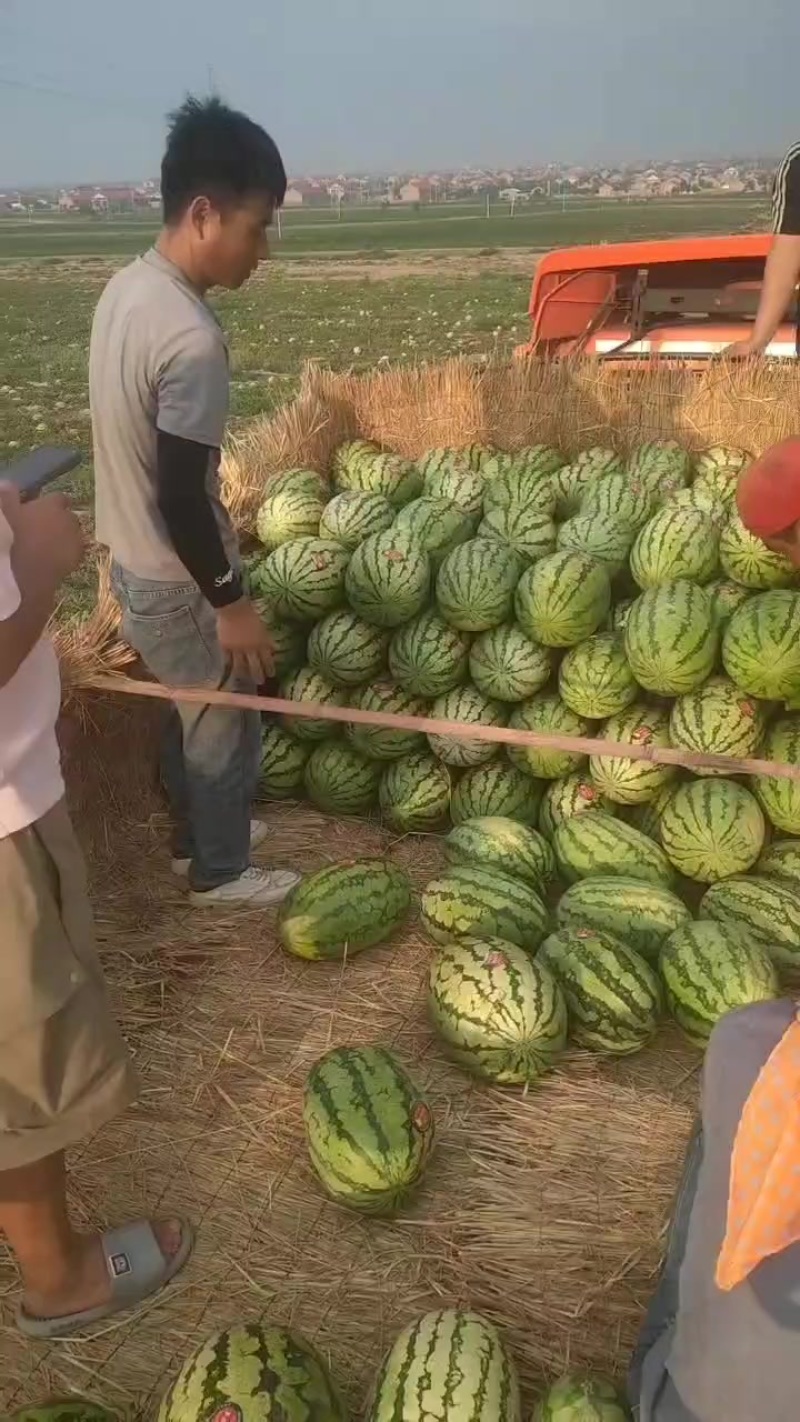 宁夏硒砂瓜代办代发
