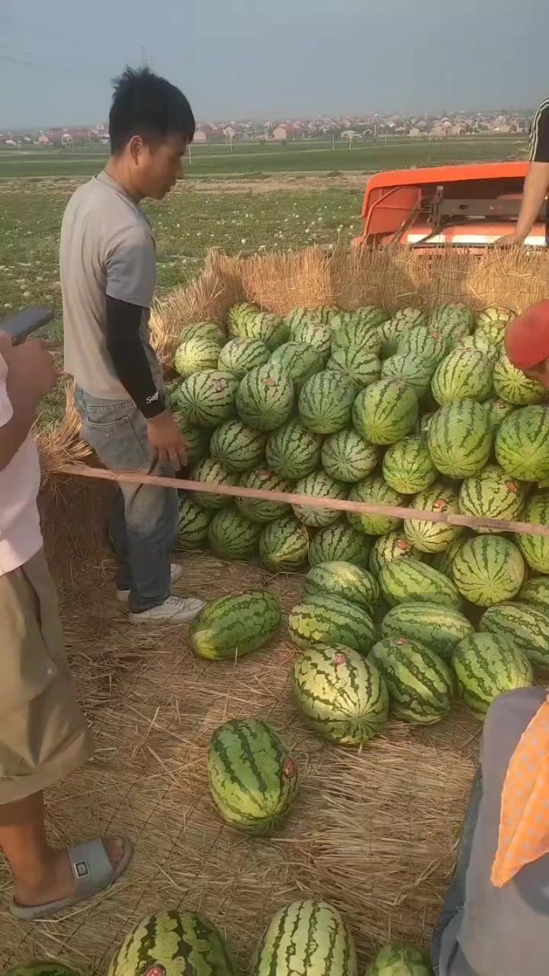 宁夏硒砂瓜代办代发