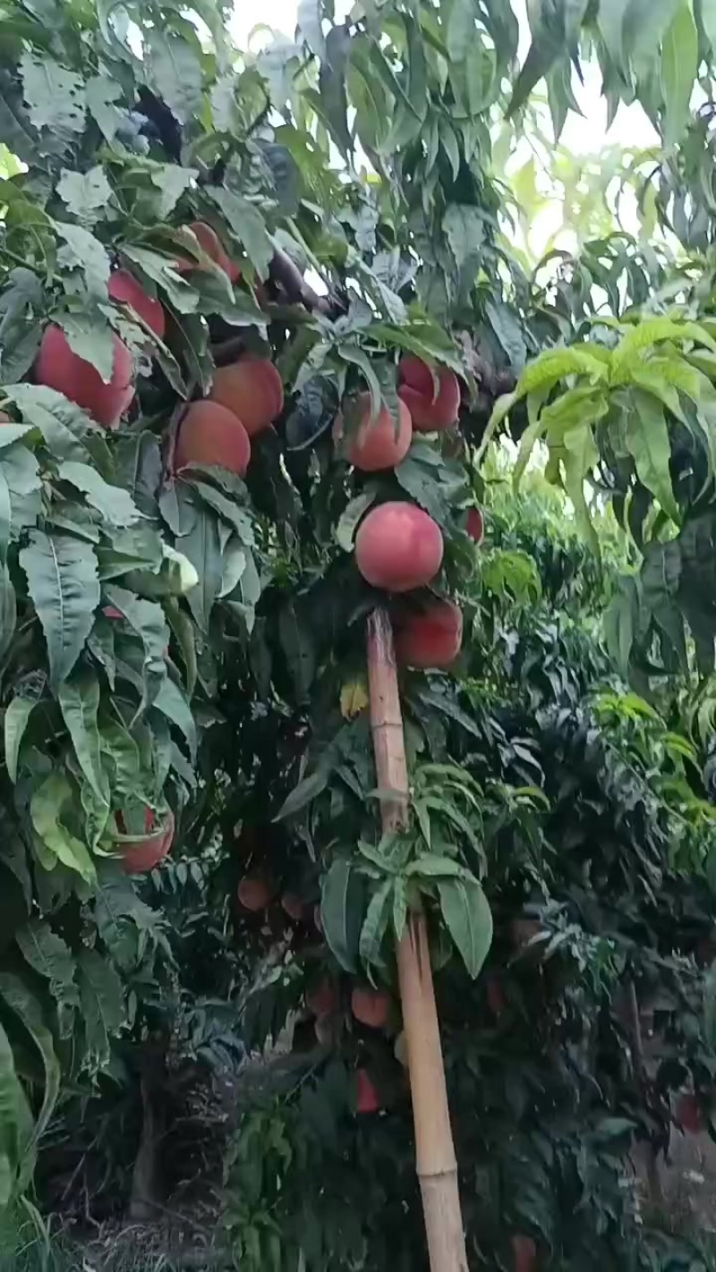 红不软桃