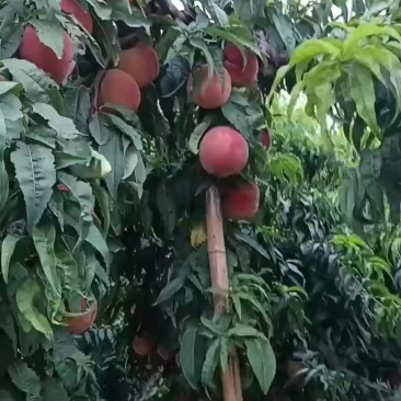 红不软桃