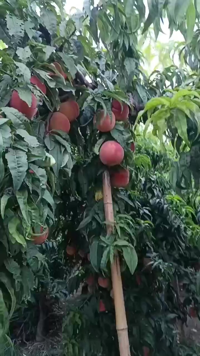红不软桃