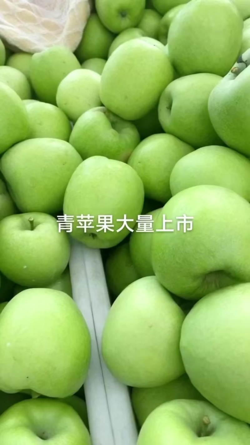 美八、红路、鲁丽苹果